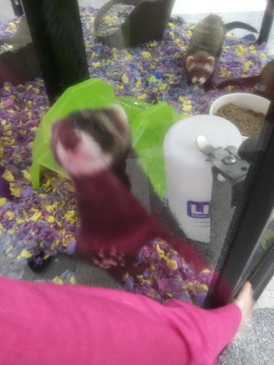 Pet Supply Store «Petco Animal Supplies», reviews and photos, 2784 W Peoria Ave, Phoenix, AZ 85029, USA