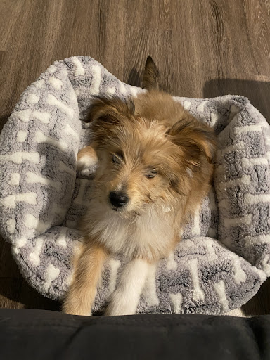 Pet Supply Store «PetSmart», reviews and photos, 3670 Von Schilling Dr, Hampton, VA 23666, USA