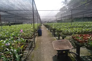 Kebun Anggrek image