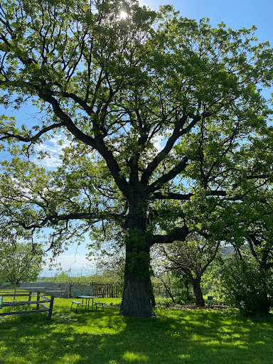 Museum «Gibbs Farm», reviews and photos, 2097 Larpenteur Ave W, St Paul, MN 55113, USA