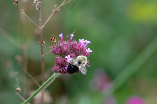 Heritage Museum «Hillwood Estate, Museum & Gardens», reviews and photos, 4155 Linnean Ave NW, Washington, DC 20008, USA