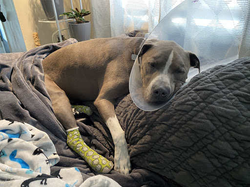 Pet Store «Muddy Paws», reviews and photos, 3700 Hampton Blvd, Norfolk, VA 23508, USA