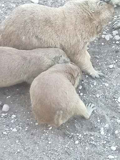 Wildlife Park «Prairie Dog Town», reviews and photos, MacKenzie Park Rd, Lubbock, TX 79401, USA