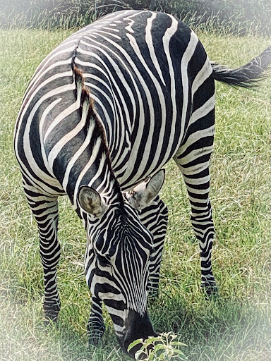 Busy B Ranch Wildlife Park, LLC