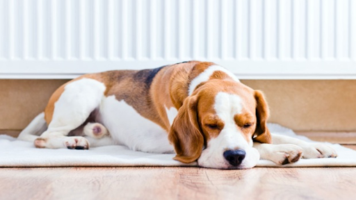 Bureau Valley Veterinary Service image