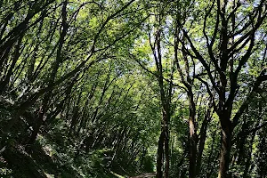 Parco di Monte Paderno Bologna image