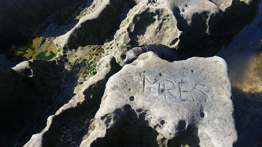 Tourist Attraction «San Diego-La Jolla Underwater Park», reviews and photos, 8302 Camino Del Oro, La Jolla, CA 92037, USA