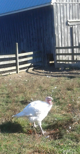 Farm «Russell Orchards», reviews and photos, 143 Argilla Rd, Ipswich, MA 01938, USA