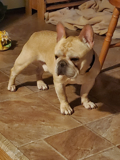 Pet Supply Store «Pet Supplies Plus», reviews and photos, 500 S St W, Raynham, MA 02767, USA