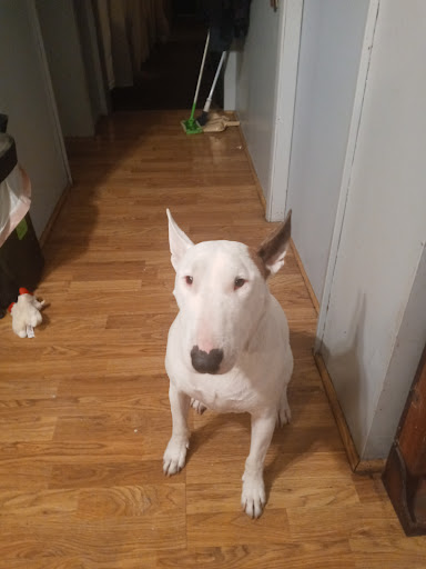 Pet Supply Store «PetSmart», reviews and photos, 12741 Towne Center Dr, Cerritos, CA 90703, USA