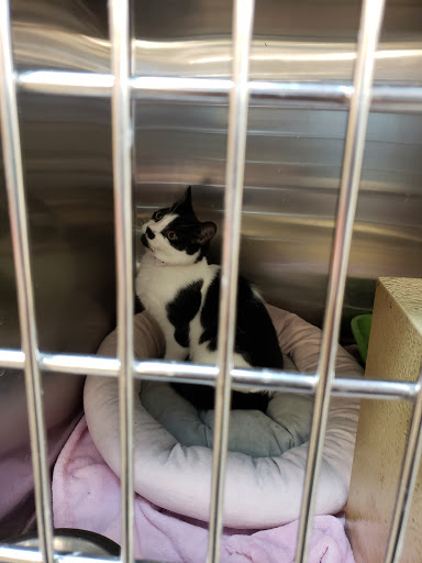 Pet Supply Store «PetSmart», reviews and photos, 15555 E 14th St, San Leandro, CA 94578, USA