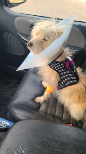 Pet Supply Store «PetSmart», reviews and photos, 8287 W Golf Rd, Niles, IL 60714, USA