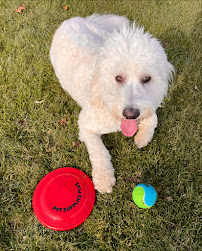 Dogtopia of Commerce - Photo 5 - Car repair in Commerce Township, MI, South Lyon