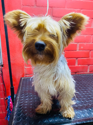 https://www.facebook.com/Mi-Perruqueria-Canina-298484937416521/