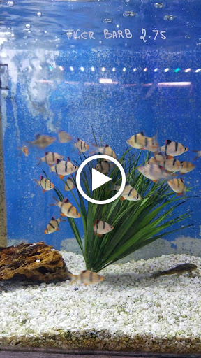 Tropical Fish Store «Fishland», reviews and photos, 13155 Westheimer Rd #114, Houston, TX 77077, USA