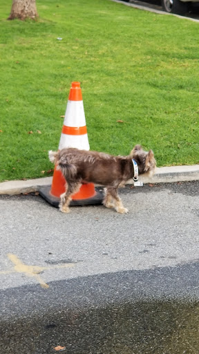 Pet Supply Store «Healthy Spot», reviews and photos, 1110 Wilshire Blvd, Santa Monica, CA 90401, USA