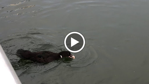 Park «Royal Palm Park», reviews and photos, 1701 NW 38th St, Oakland Park, FL 33309, USA