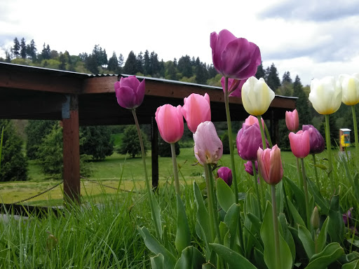 Golf Course «Wayne Public Golf Course», reviews and photos, 16721 96th Ave NE, Bothell, WA 98011, USA