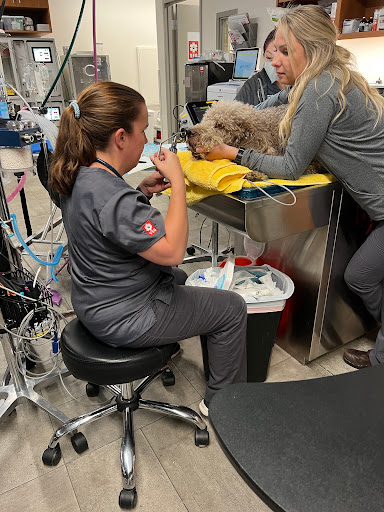 Veterinary Emergency Group image