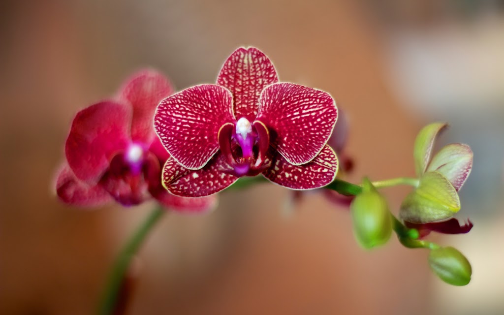 Ling Ling Beauty 10002