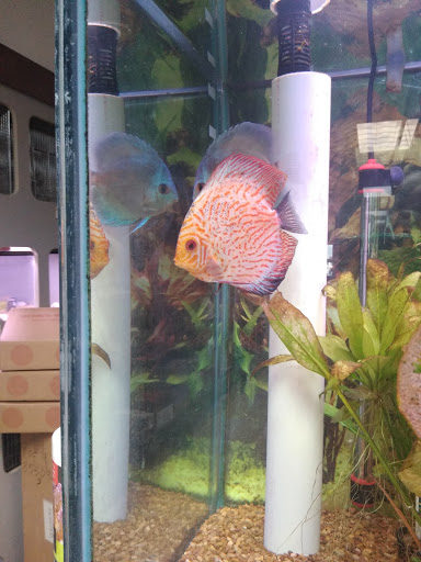 Tropical Fish Store «J B Tropical Fish», reviews and photos, 1950 N Black Horse Pike, Williamstown, NJ 08094, USA