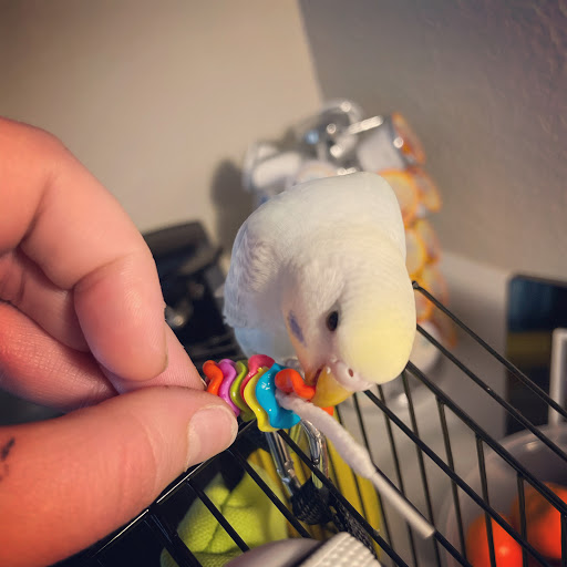 Pet Supply Store «Pet Supermarket, Inc.», reviews and photos, 598 N McCarran Blvd, Sparks, NV 89431, USA