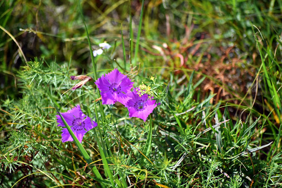 QV7H+GRR Khustai Mountains Rd by null