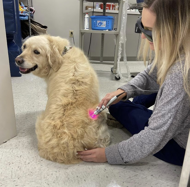 Kelsey Canine Medical Center