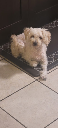 Just Shae’s Pet Care - Photo 9 - Car repair in , Virginia Beach