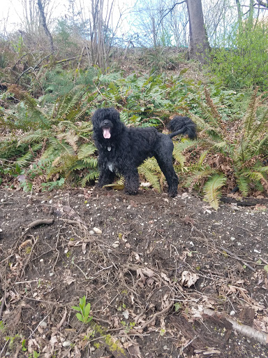 Park «Lewis Park», reviews and photos, 1120 15th Ave S, Seattle, WA 98144, USA