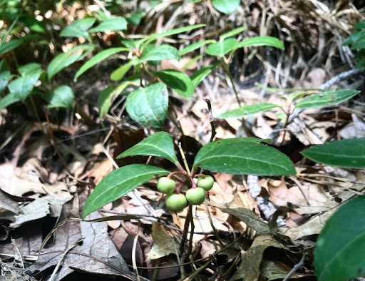 Community Park «Wells Mills County Park», reviews and photos, 905 Wells Mills Rd, Waretown, NJ 08758, USA