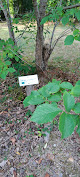 Arboretum La Ferté-Vidame