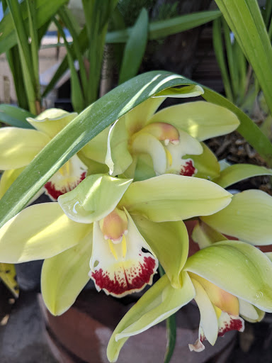 Florist «Rose Hills Flower Shop», reviews and photos, 3888 Workman Mill Rd, Whittier, CA 90601, USA