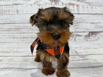 Petland Raleigh, North Carolina - Photo 5 - Car repair in Morrisville, NC, Durham