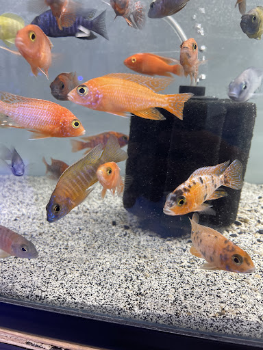 Tropical Fish Store «C K Fish World», reviews and photos, 410 N Azusa Ave, West Covina, CA 91791, USA