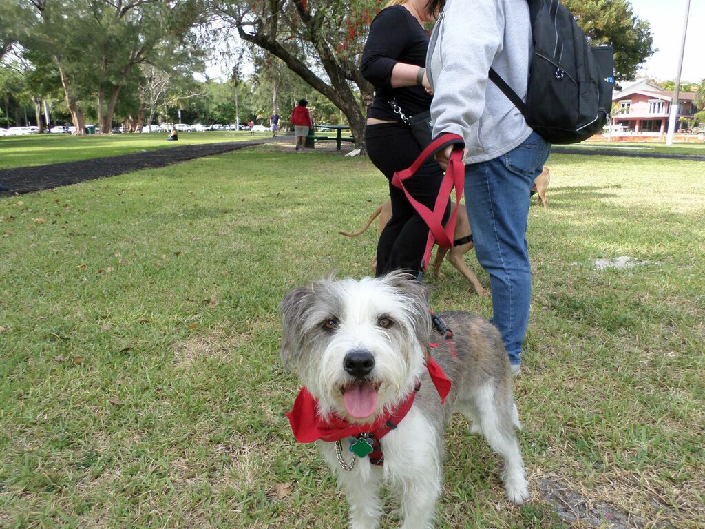 Doggie Days Miami Inc, CGC, diabetic alert training, boarding