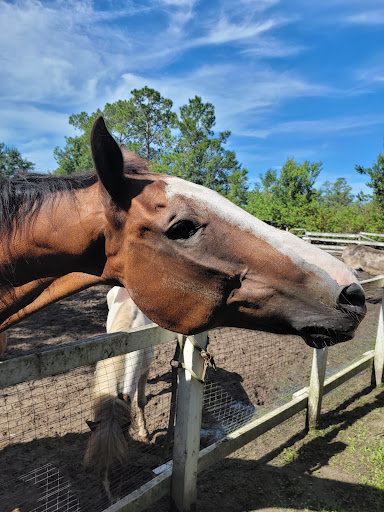 Animal Rescue Service «Nanny’s Educational Zoo And Rescue», reviews and photos, 1139 Livingston Rd, Lutz, FL 33559, USA