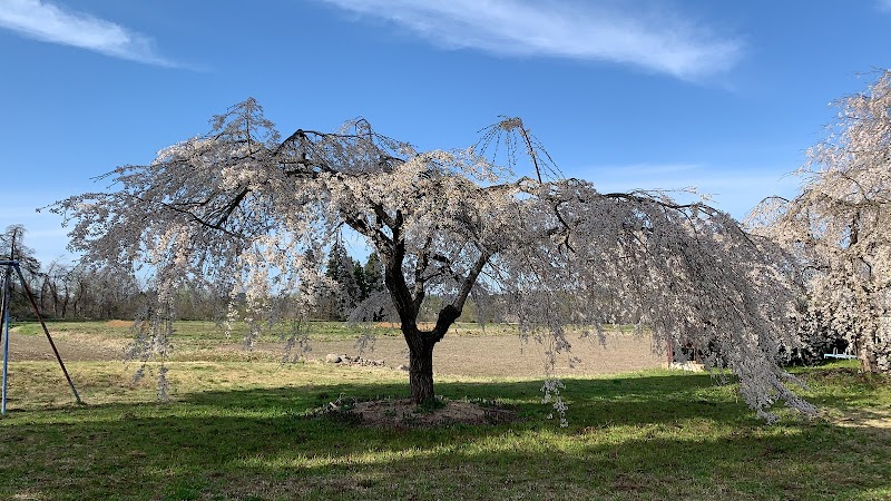 原の閑貞桜