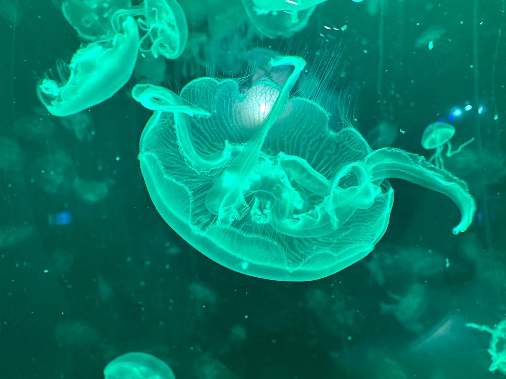 ToSea Restaurant-三民海鮮餐廳|熱門鍋物|人氣鍋物|人氣餐廳|必吃火鍋|聚餐餐廳 的照片