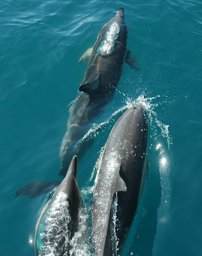 Bay Explorer - Dolphin and Wildlife Cruises - Tauranga