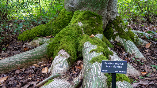 Botanical Garden «Rhododendron Species Botanical Garden», reviews and photos, 2525 S 336th St, Federal Way, WA 98003, USA