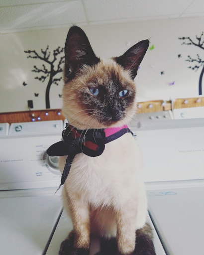 Used Appliance Store «Pro Appliance sales and repairs», reviews and photos, 3250 Lincoln Way E, Massillon, OH 44646, USA