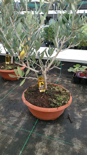 Helechos Jardinería