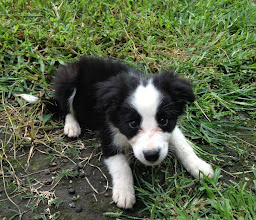 Eden, Mascotas y Acuario photo