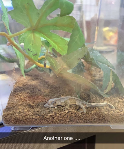 Pet Store «Super Pets», reviews and photos, 1807 E Chapman Ave, Orange, CA 92867, USA