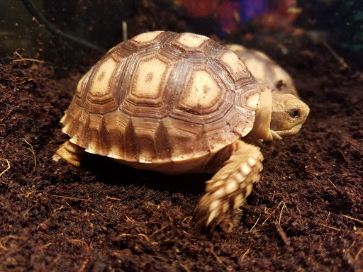 Pet Store «Pet Land», reviews and photos, 1450 Fort Campbell Blvd, Clarksville, TN 37042, USA