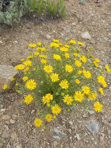 Grocery Store «Twin Lakes General Store», reviews and photos, 6451 CO-82, Twin Lakes, CO 81251, USA