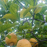 Photo n°16 de l'avis de Marco.c fait le 13/06/2023 à 06:40 sur le  Hotel Cernia Isola Botanica à Sant'Andrea