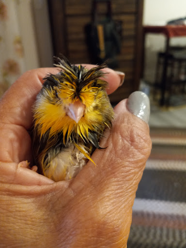 Pet Store «Animal Kingdom», reviews and photos, 436 Main St, East Orange, NJ 07018, USA