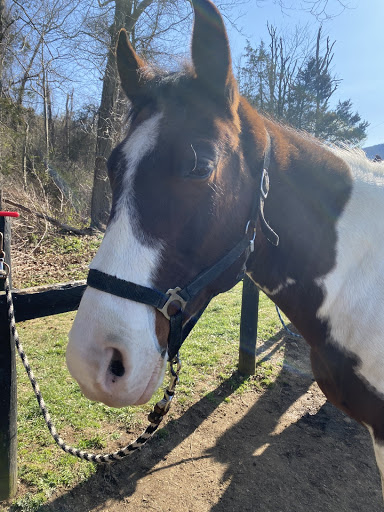 Tourist Attraction «Jordan Hollow Stables», reviews and photos, 657 Pine Grove Rd, Stanley, VA 22851, USA